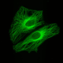 cells